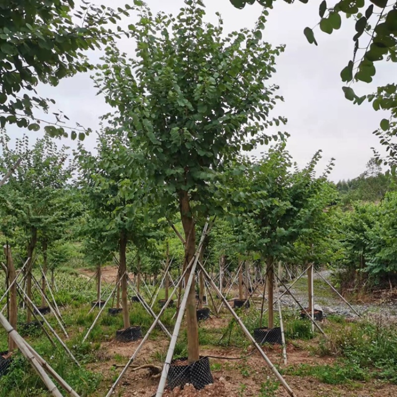 宫粉紫荆洋紫荆8-20公分
