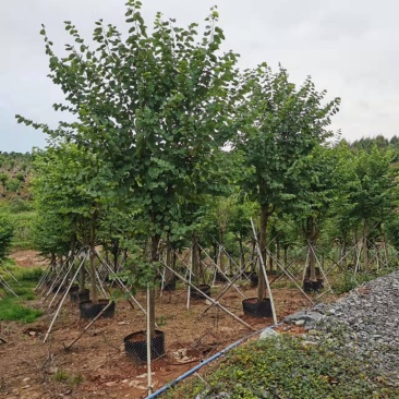 宫粉紫荆洋紫荆8-20公分