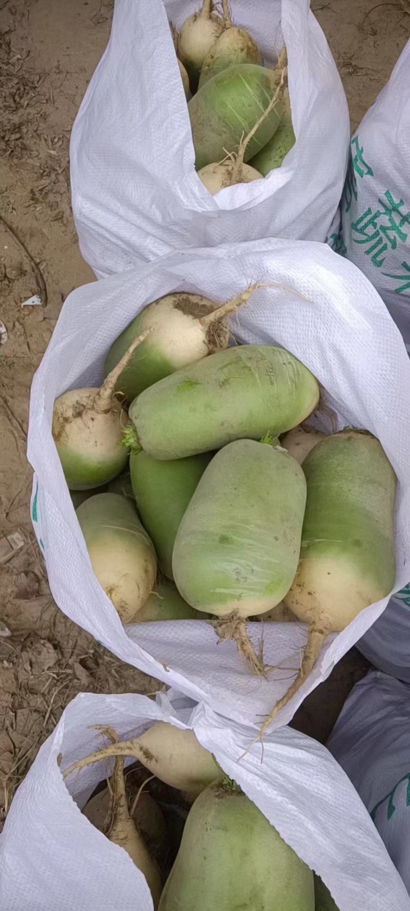 开封祥符萝卜青萝卜产地直发货量充足欢迎采购量大