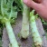 大理红尖叶莴笋大量上市单株平均一斤半左右无空心绿皮心