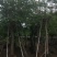 宫粉紫荆洋紫荆8-20公分