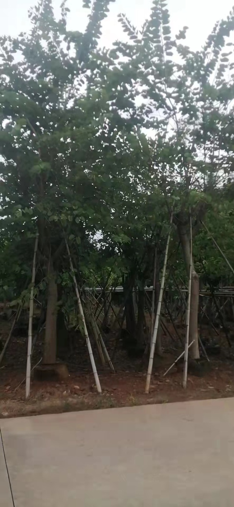 宫粉紫荆洋紫荆8-20公分