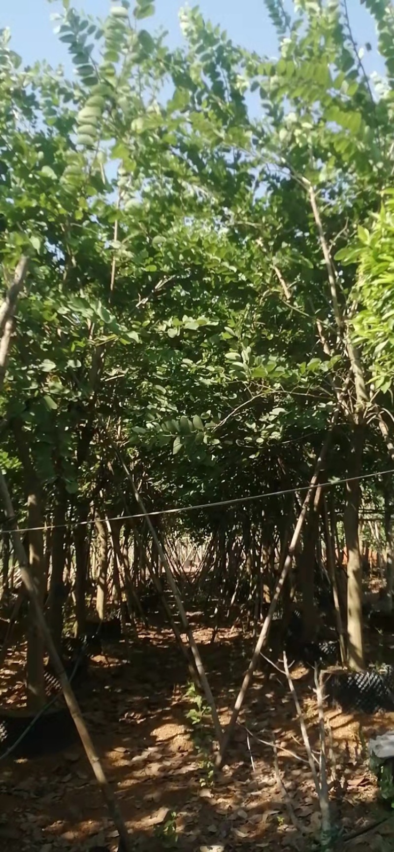 宫粉紫荆洋紫荆8-20公分