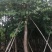 宫粉紫荆洋紫荆8-20公分
