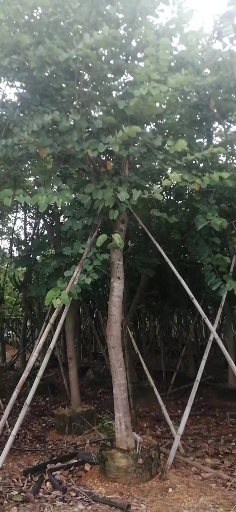 宫粉紫荆洋紫荆8-20公分