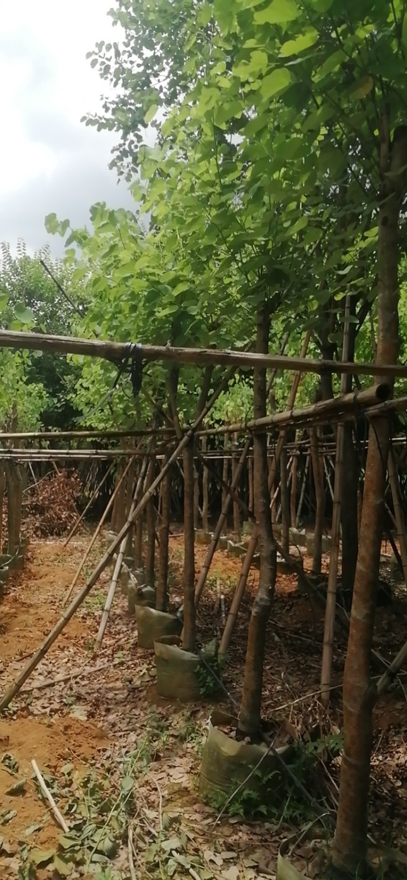 宫粉紫荆洋紫荆8-20公分