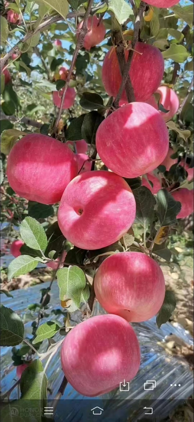 供应红寒富苹果苗二刀红寒富苹果苗，果色艳丽，