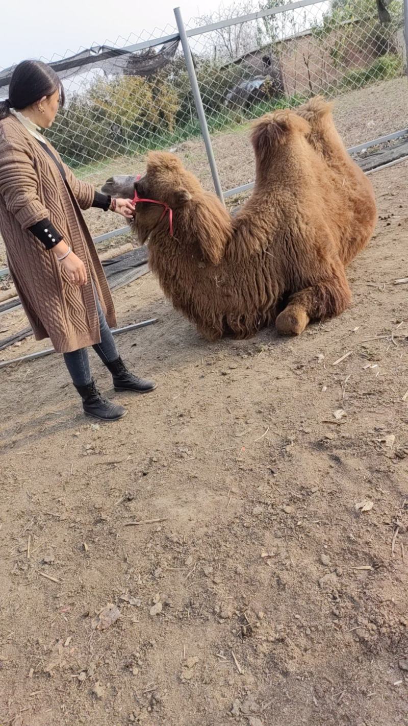 我厂自养自销各种乘骑骆驼，观赏骆驼，欢迎前来选购