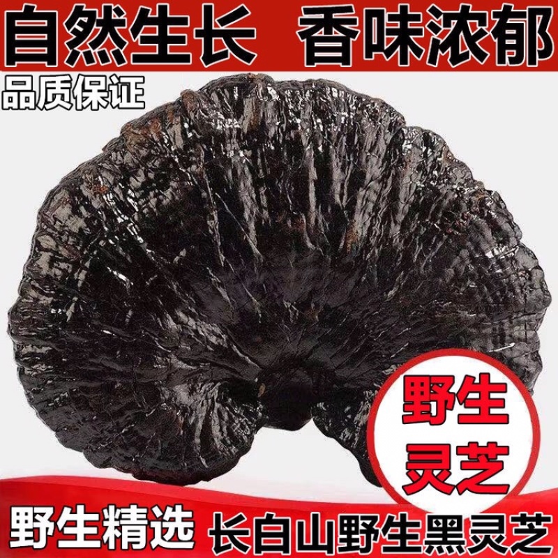 长白山正品深山采摘天然野生黑灵芝500g