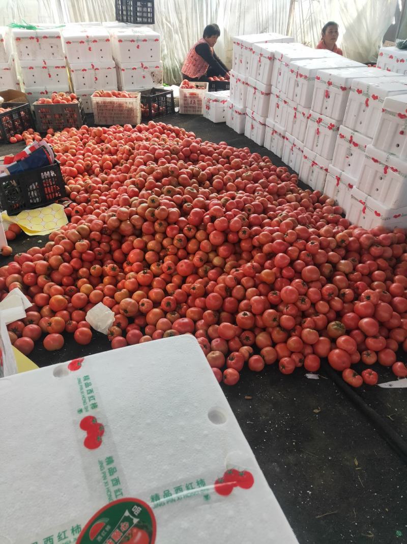 山东费县万亩硬粉西红柿开始上市了，有许要的老板可以联系我
