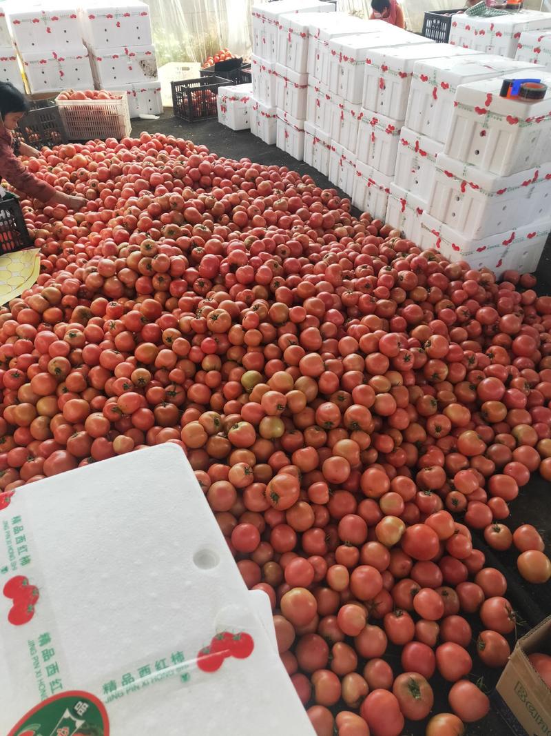 山东费县万亩硬粉西红柿开始上市了，有许要的老板可以联系我