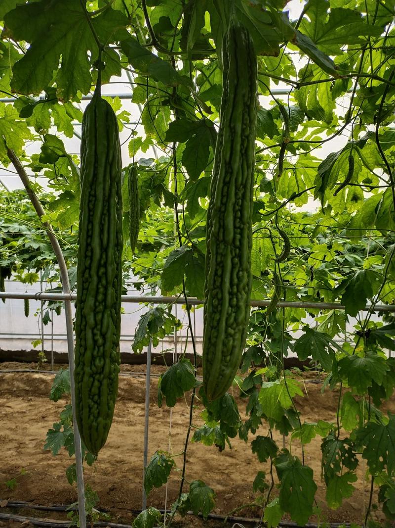 强雌油绿杂交苦瓜种子泰国引进三系杂交高产抗病瓜条漂亮