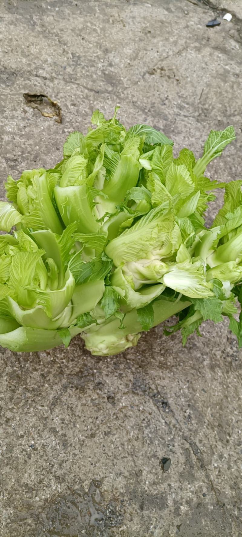 儿菜