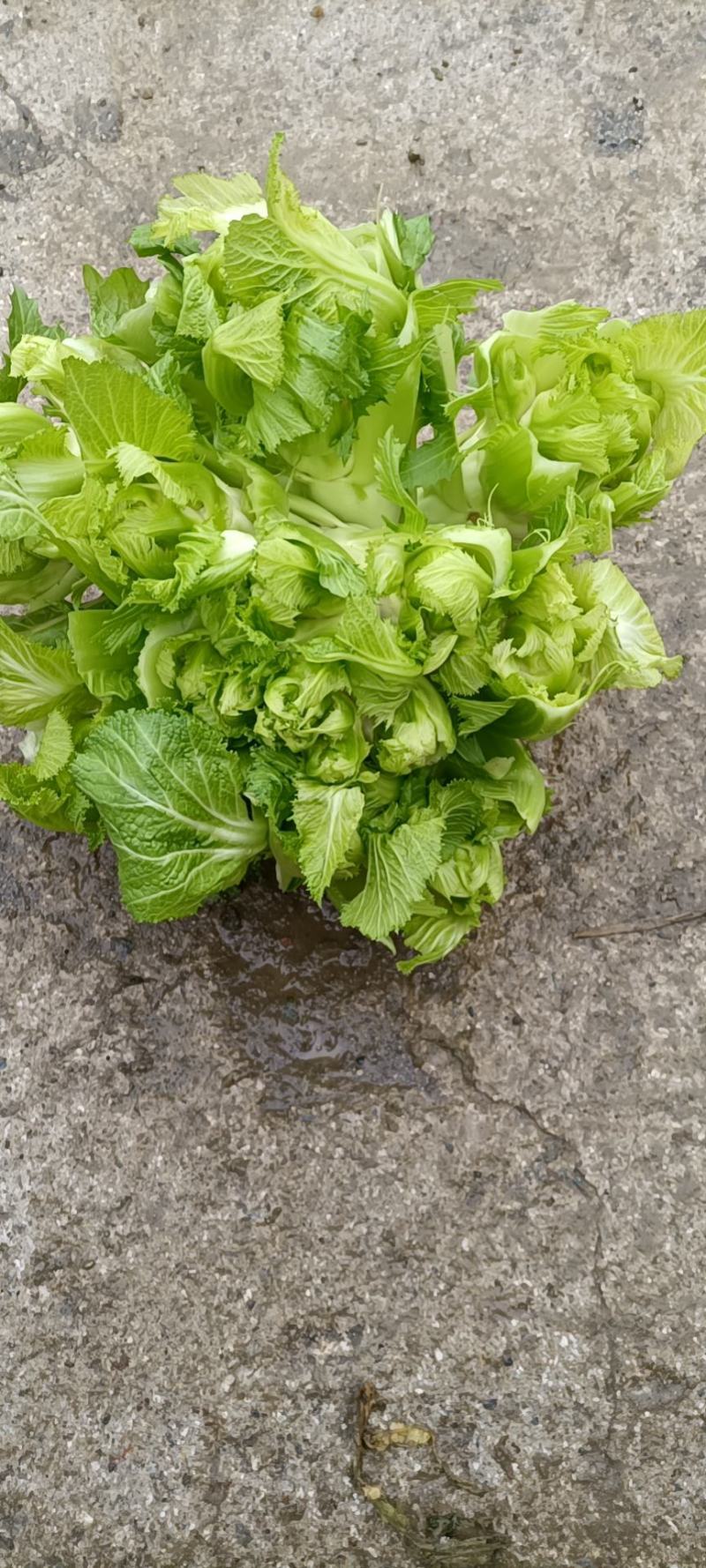 儿菜