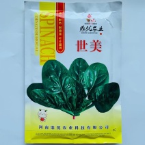 世美菠菜种子进口杂交品种耐寒圆叶菠菜品种种子