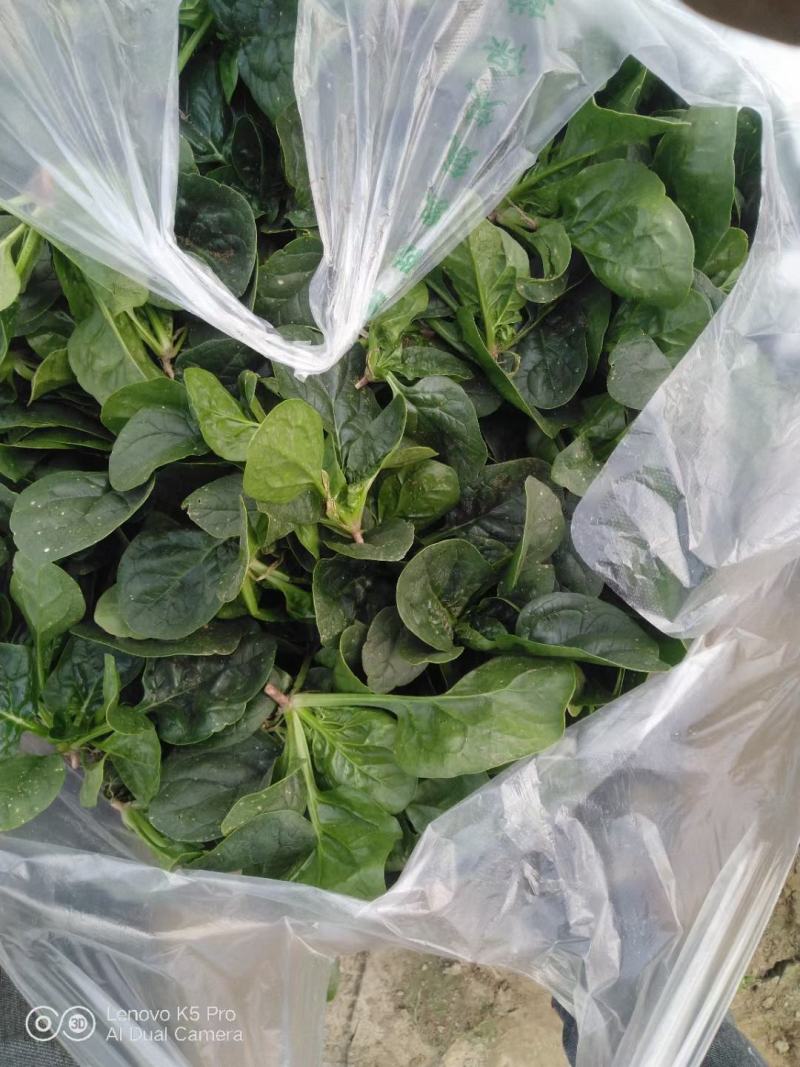 菠菜，圆叶菠菜趴地菠菜，精品菠菜千亩基地直供！