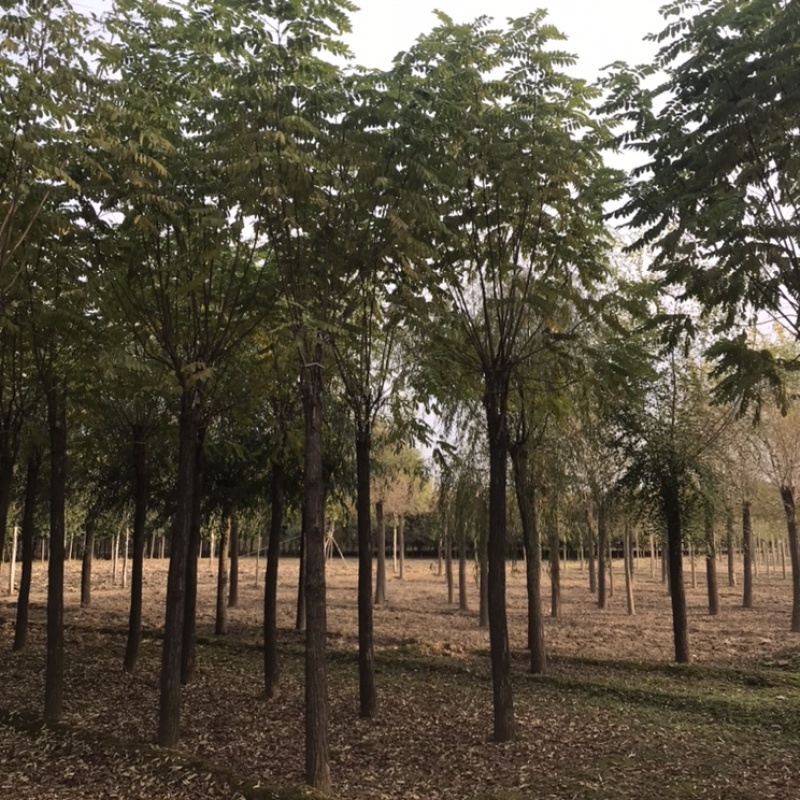 香花槐嫁接香花槐红花刺槐紫花刺槐保定悦诚园林基地