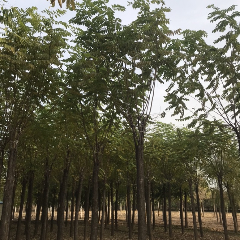 香花槐嫁接香花槐红花刺槐紫花刺槐保定悦诚园林基地