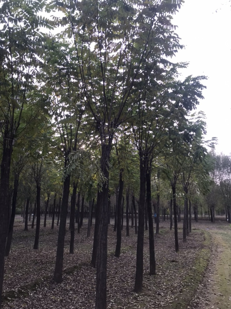 香花槐嫁接香花槐红花刺槐紫花刺槐保定悦诚园林基地