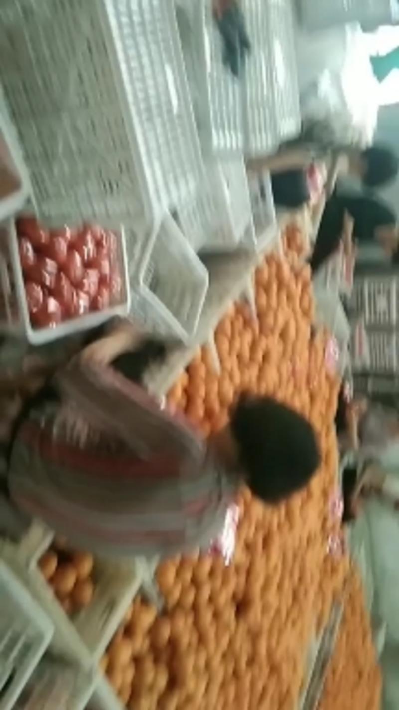 常山胡柚农家种植现摘现发，大量批发产地直销