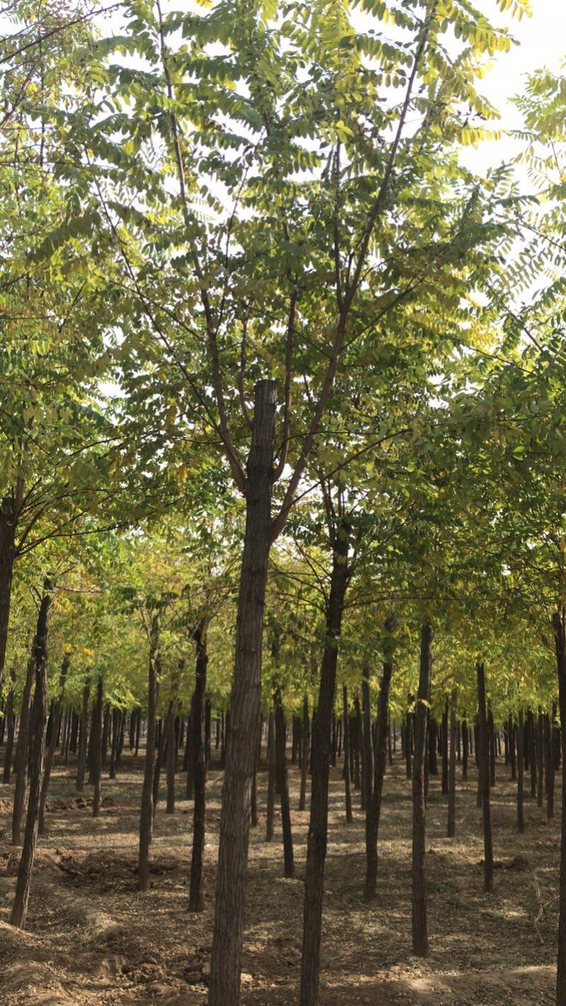 刺槐白花刺槐保定悦诚园林刺槐基地自产自销