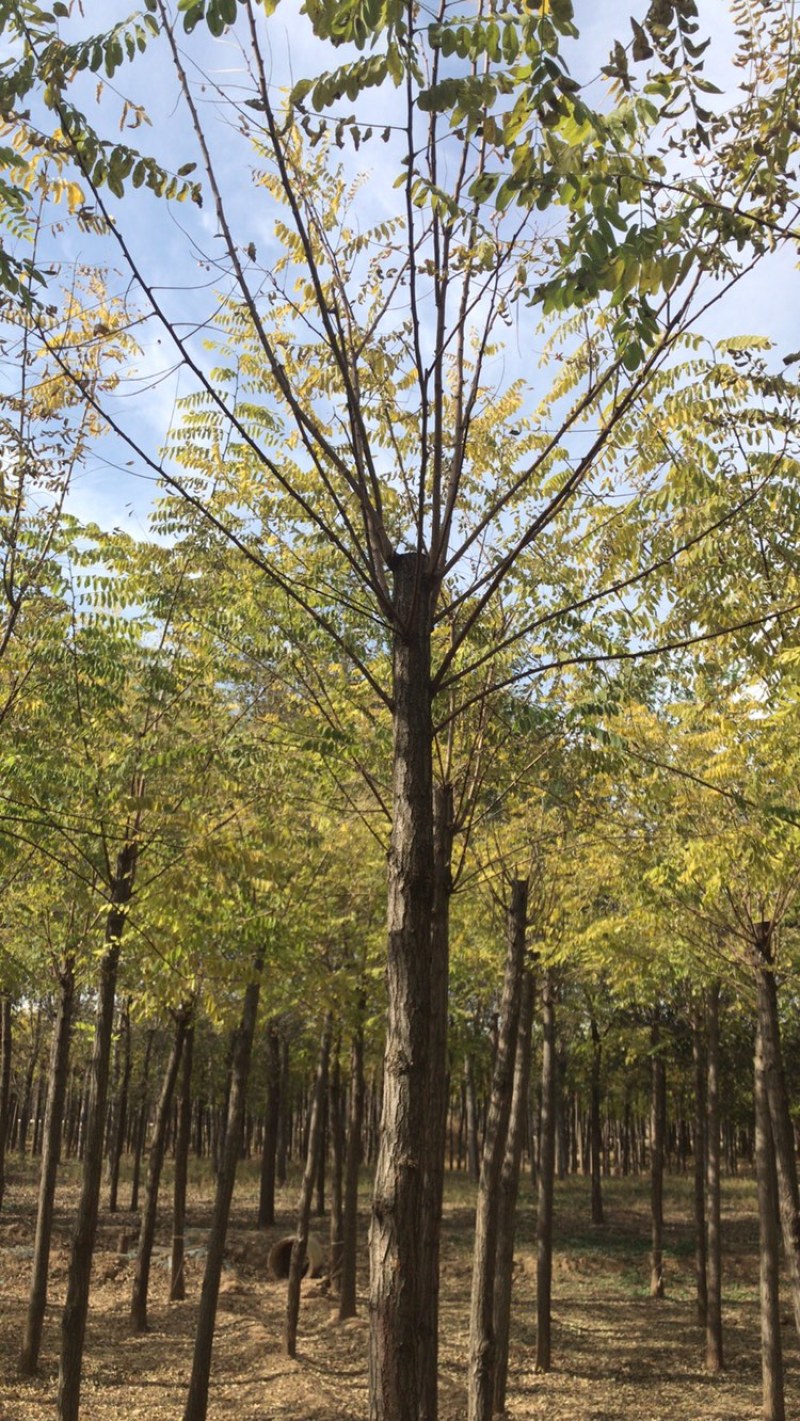 刺槐白花刺槐保定悦诚园林刺槐基地自产自销