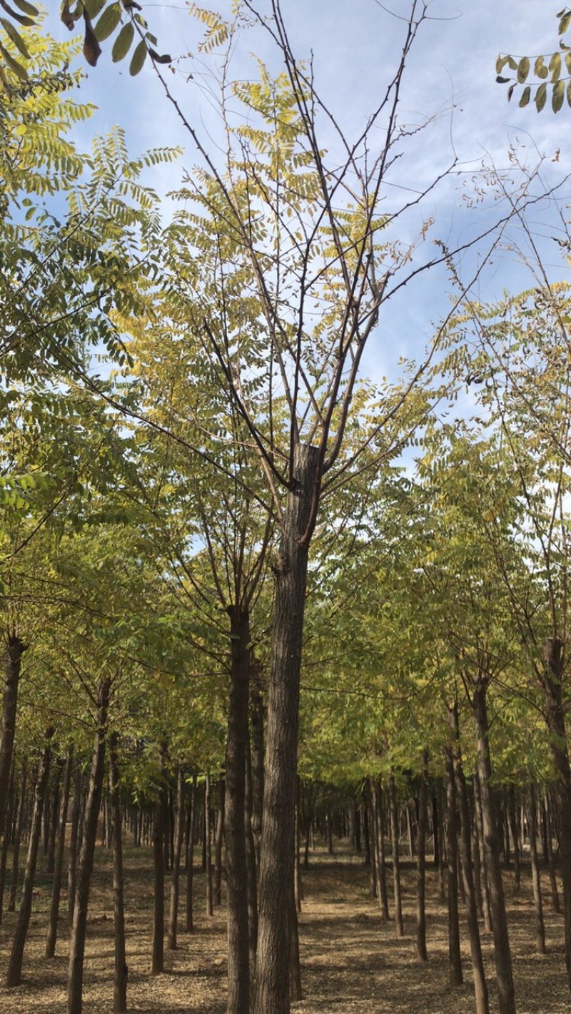 刺槐白花刺槐保定悦诚园林刺槐基地自产自销