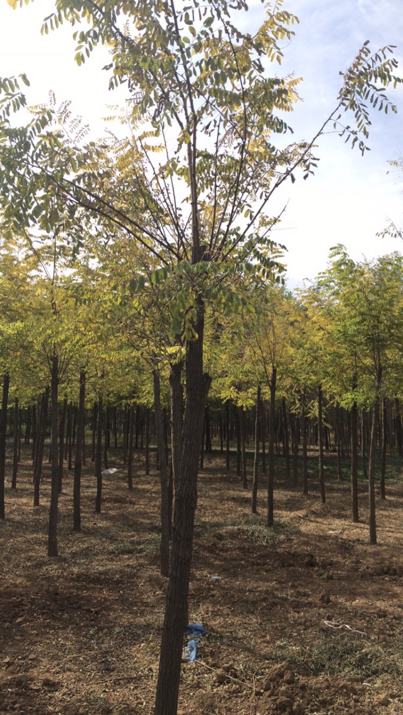 刺槐白花刺槐保定悦诚园林刺槐基地自产自销