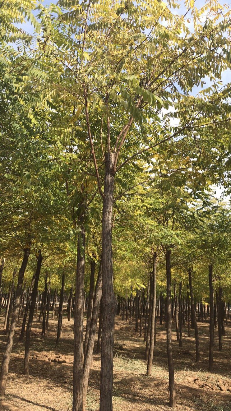 刺槐白花刺槐保定悦诚园林刺槐基地自产自销