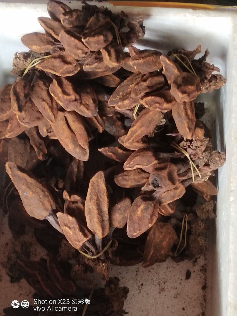 云南文山野生回春草