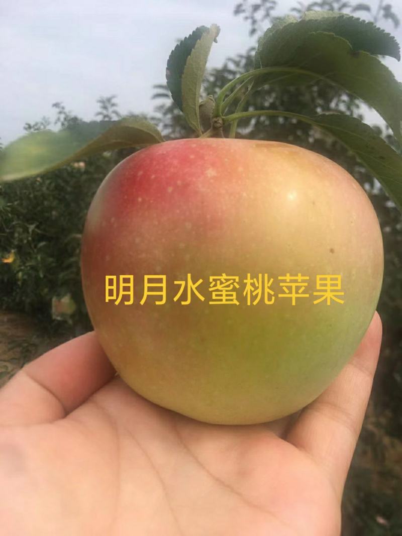 苹果苗新品种黄玫瑰，王林，蜜入，火箭果，水蜜桃苹果苗
