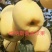 苹果苗新品种黄玫瑰，王林，蜜入，火箭果，水蜜桃苹果苗
