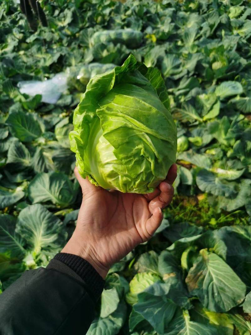 湖北甘蓝旺旺圆包菜产地直销一手货源价格便宜质量优良发货快