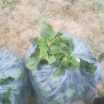 菠菜好菠菜园叶又黑又亮有想法的联系我