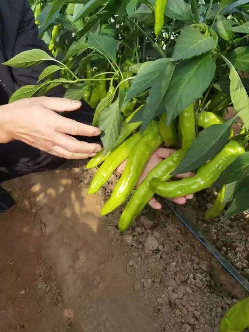 【高品质】萧新猛椒108辣椒种子特黄绿皮尖椒牛角椒种子