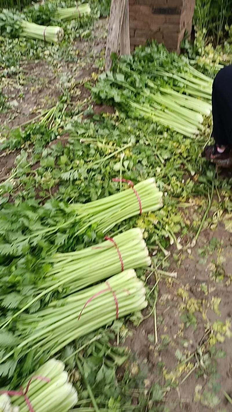 滑县芹菜，60公分以上，有需要的大量有货啊，