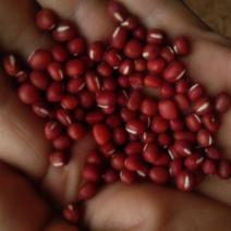 东北农家自产自销珍珠粒红小豆