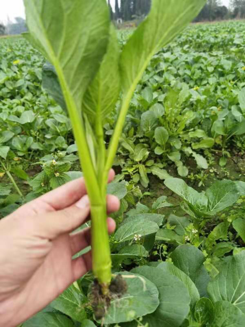 四川成都彭州菜心基地新鲜出炉叶子清秀产地直销