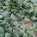 河南陆地精品小菠菜,15-2公分大量上市,无白点,手工好