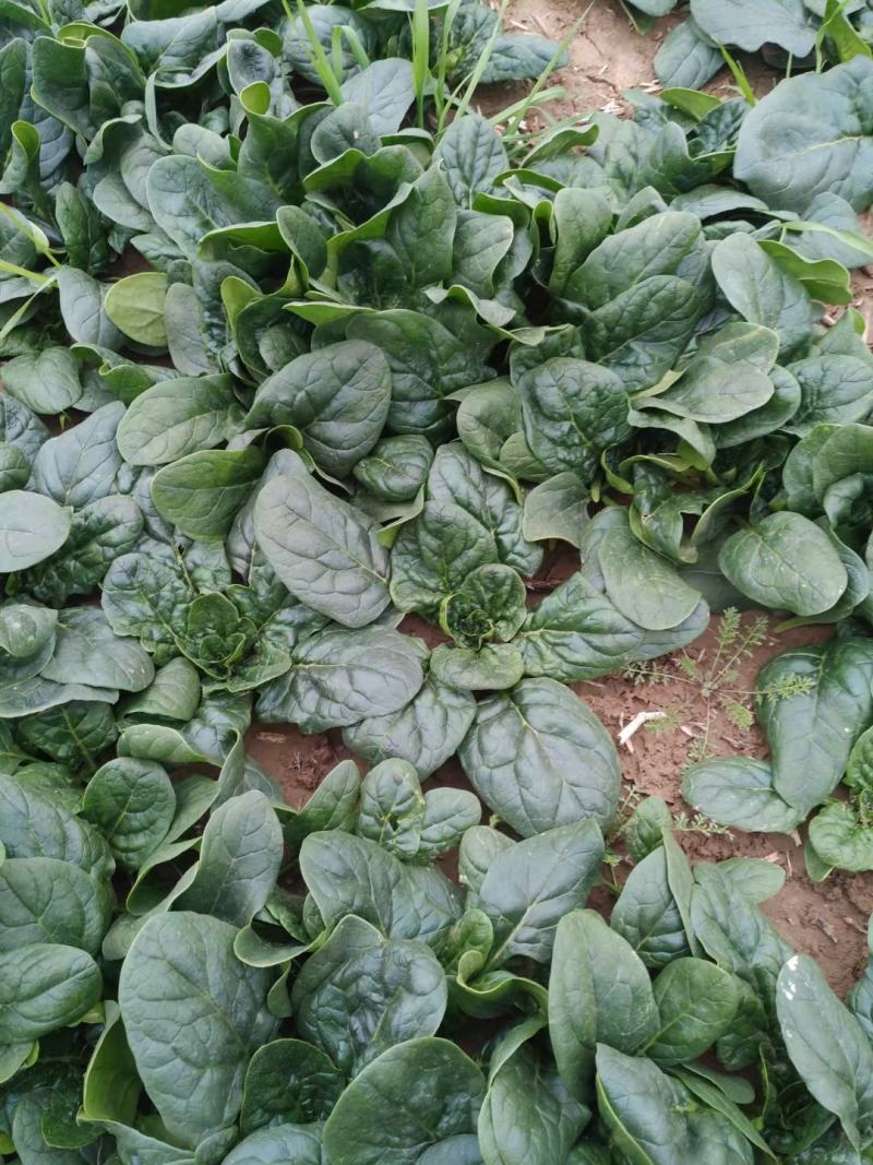 河南陆地精品小菠菜,15-2公分大量上市,无白点,手工好