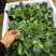 河南陆地精品小菠菜,15-2公分大量上市,无白点,手工好