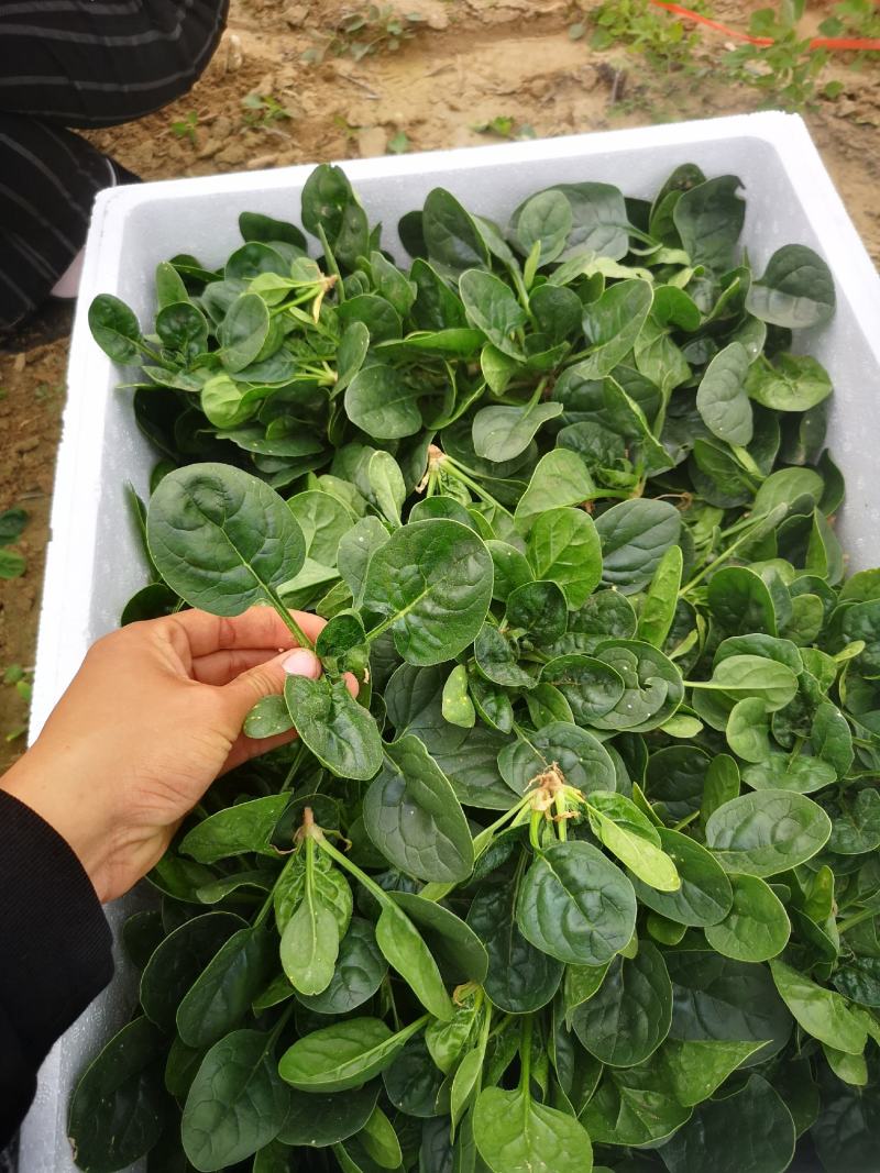 河南陆地精品小菠菜,15-2公分大量上市,无白点,手工好