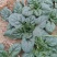 河南陆地精品小菠菜,15-2公分大量上市,无白点,手工好