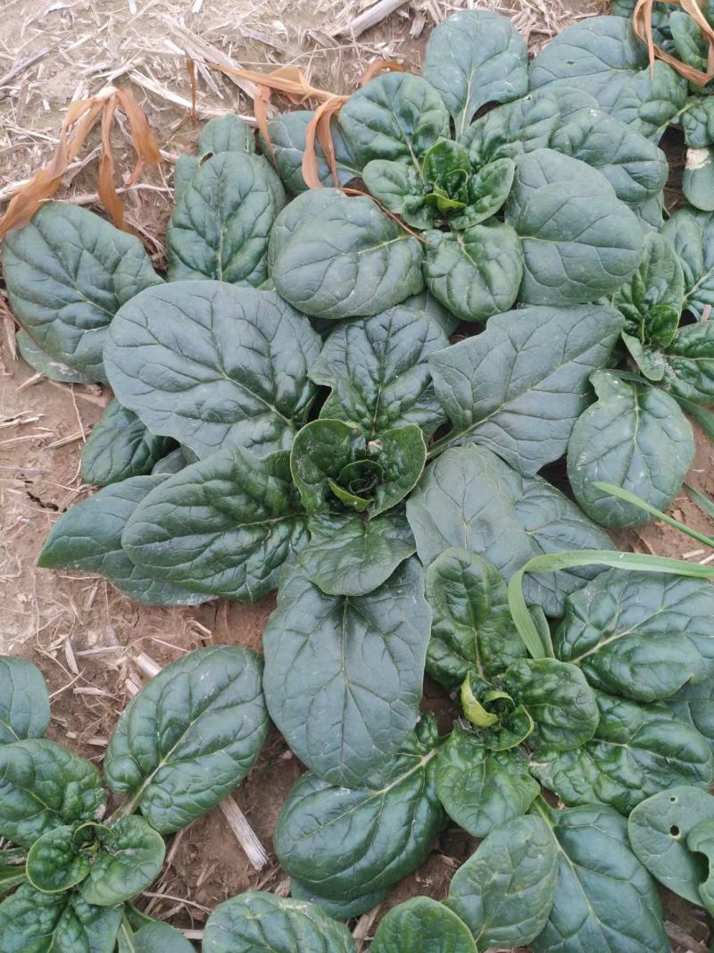 河南陆地精品小菠菜,15-2公分大量上市,无白点,手工好