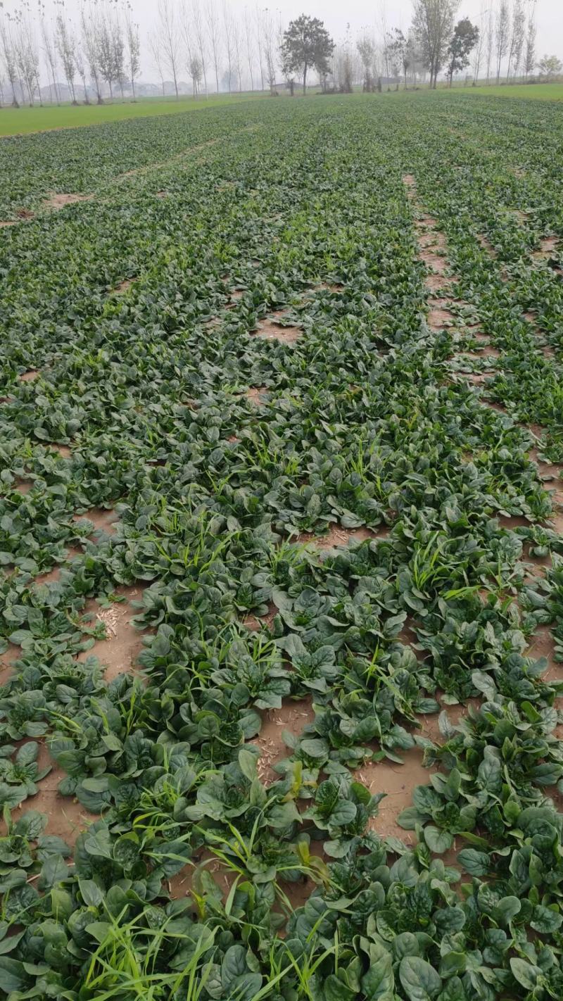 河南陆地精品小菠菜,15-2公分大量上市,无白点,手工好
