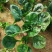 河南陆地精品小菠菜,15-2公分大量上市,无白点,手工好