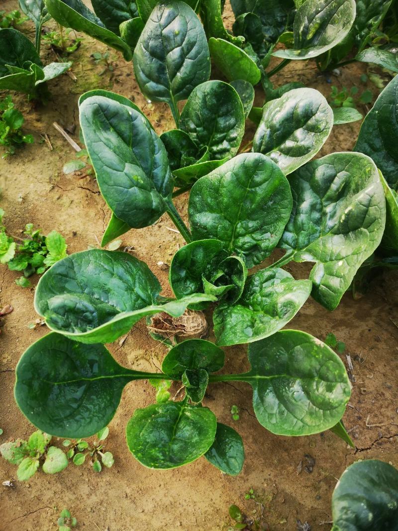 河南陆地精品小菠菜,15-2公分大量上市,无白点,手工好