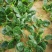 河南陆地精品小菠菜,15-2公分大量上市,无白点,手工好