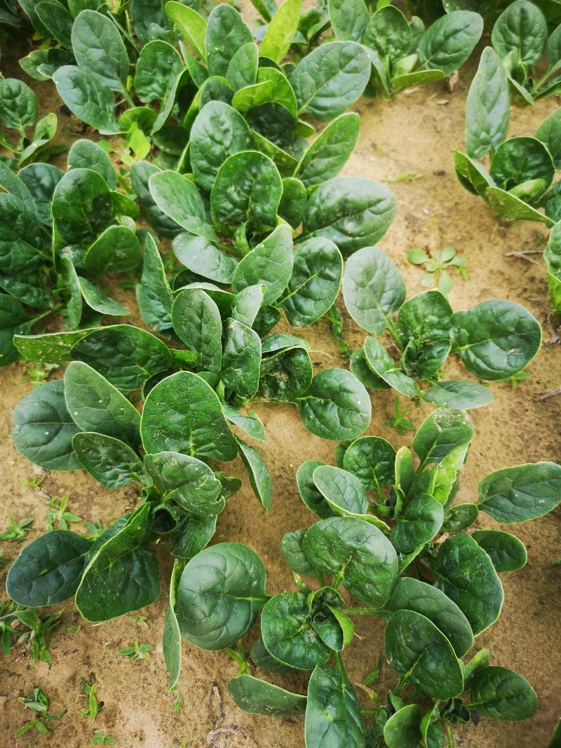 河南陆地精品小菠菜,15-2公分大量上市,无白点,手工好