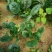 河南陆地精品小菠菜,15-2公分大量上市,无白点,手工好